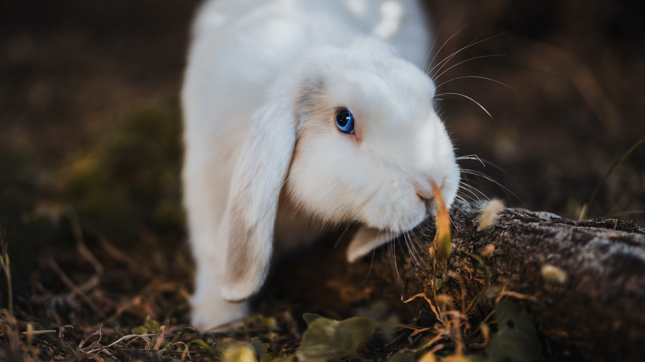 银箭狙击王座！索伯逆袭撕碎迈凯伦神话，拉塞尔独孤求败统治雨战