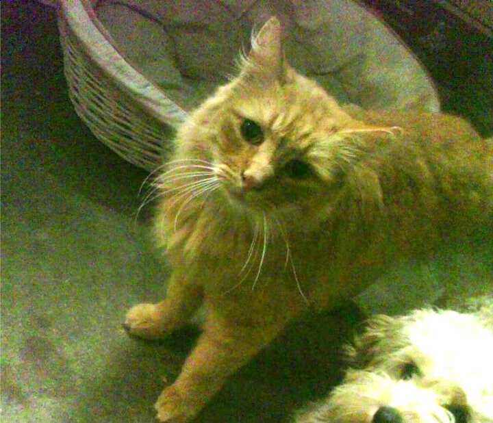 绿茵场上的逆袭,土耳其险胜丹麦,法比尼奥闪光夜