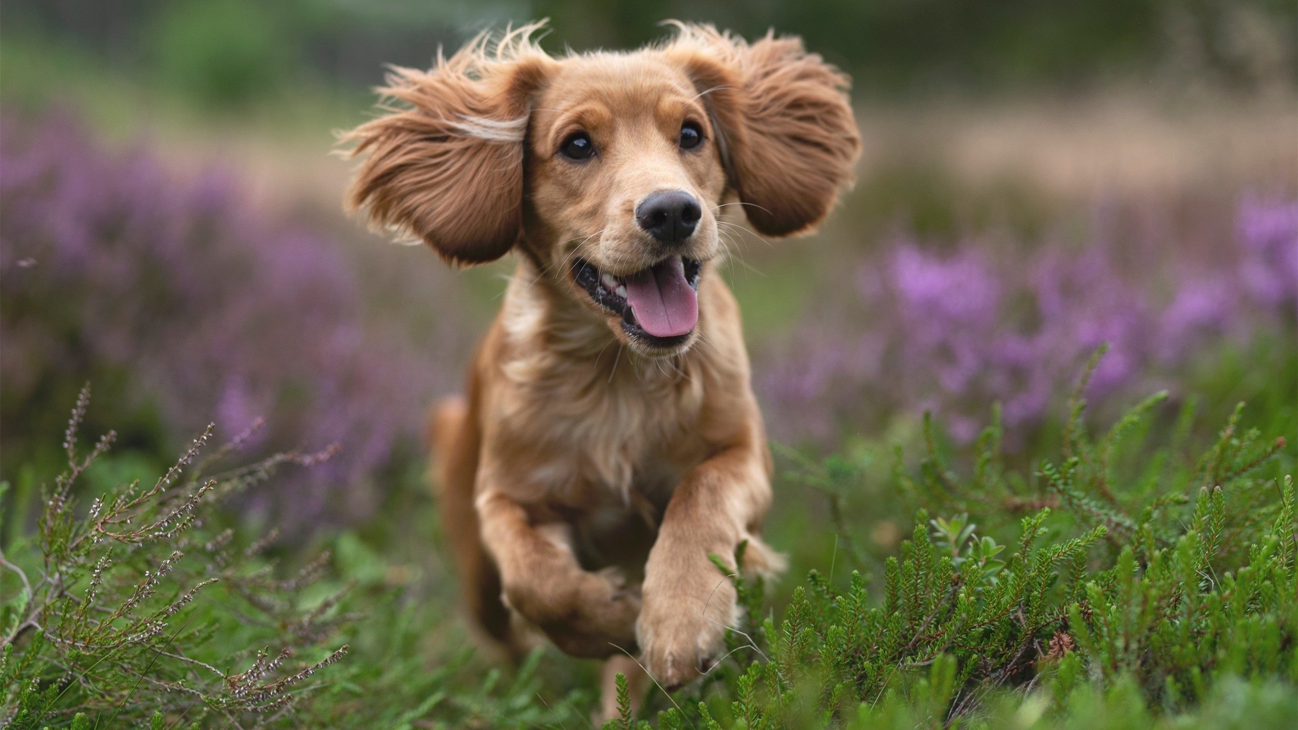 萨拉赫的魔术,当埃及法老主宰了巴西与丹麦的战场