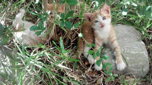 草地终局对决，辛纳穿越时空的绝杀，温网与澳网的荣耀天平在此倾斜