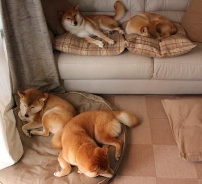 星火燎原,马丁内利觉醒之夜,阿尔及利亚掀翻北欧巨人