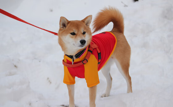 凯恩的孤独王座，当英格兰战车碾过尼日利亚的绿翼