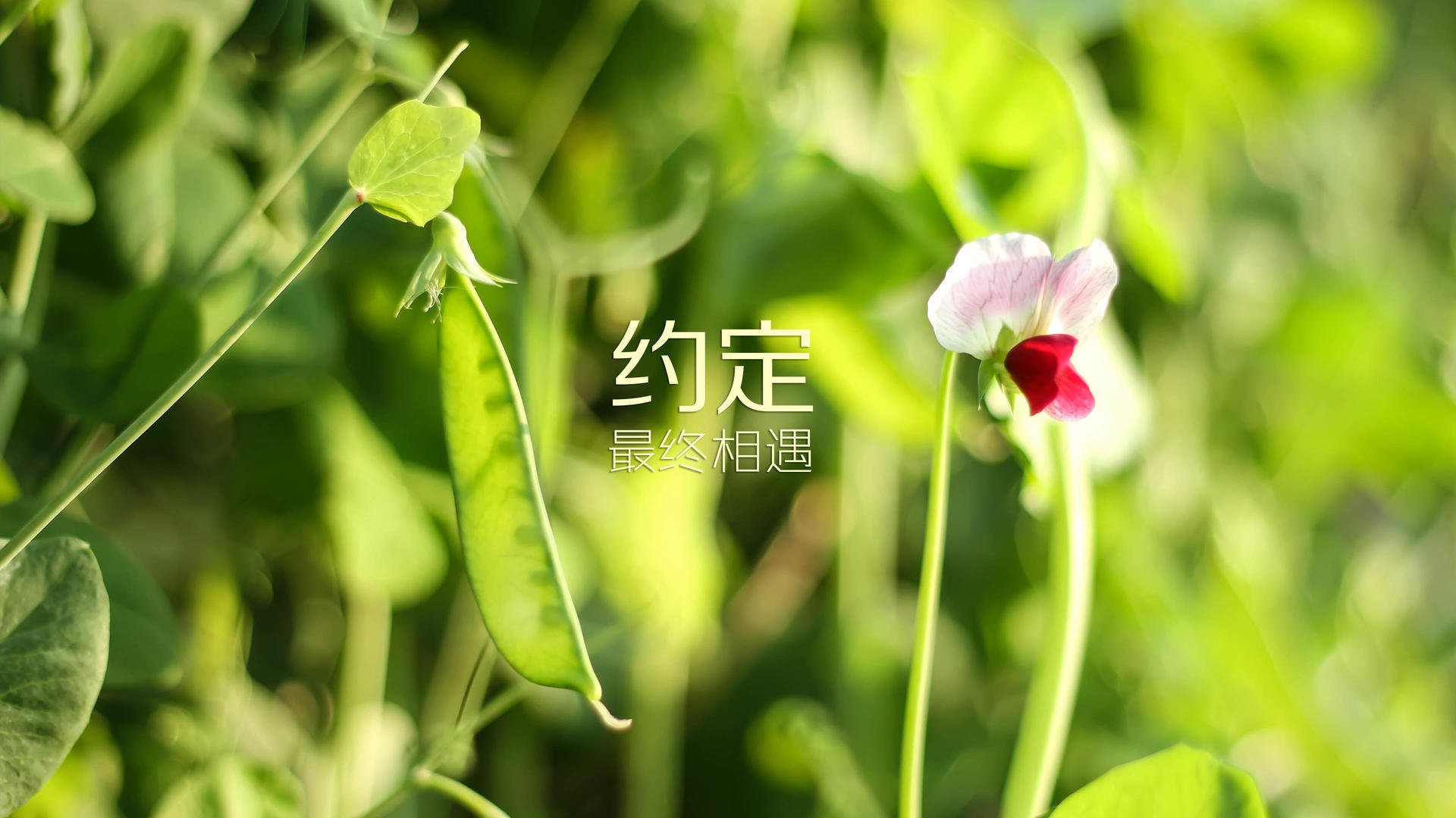 王者的试炼，墨尔本烈焰中诞生的硬仗之王